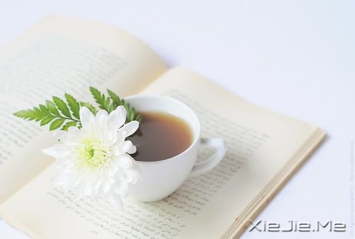 早安心语：你看事情太明白，往往就失了做事的勇气 (4)