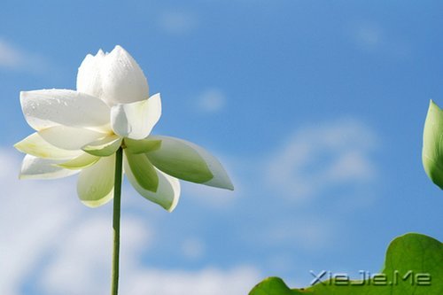 爱情求证